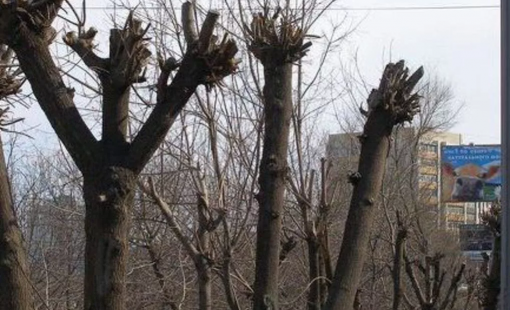 Спил старых и аварийных деревьев в Вологде